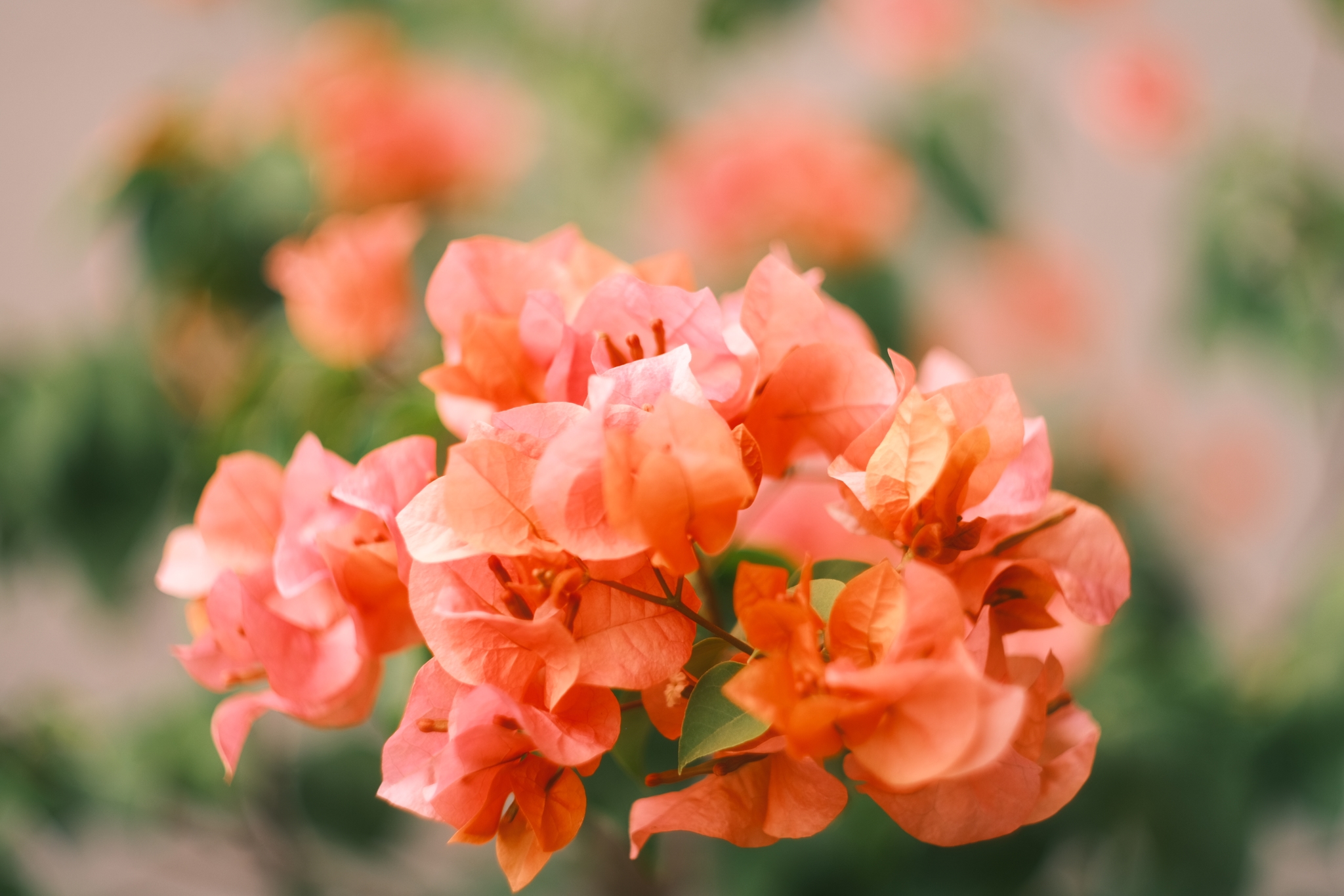 Bougainvillea glabra