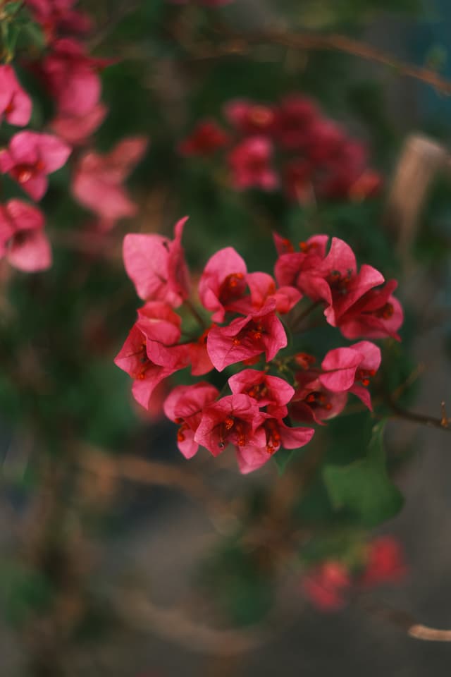 Bougainvillea glabra