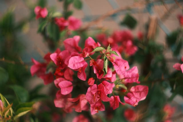 Bougainvillea glabra