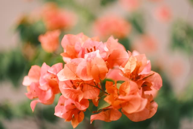 Bougainvillea glabra